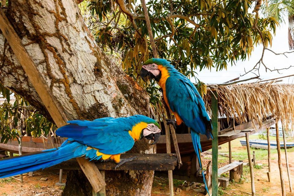 Amazonia Parksuites Novo Airão Eksteriør bilde