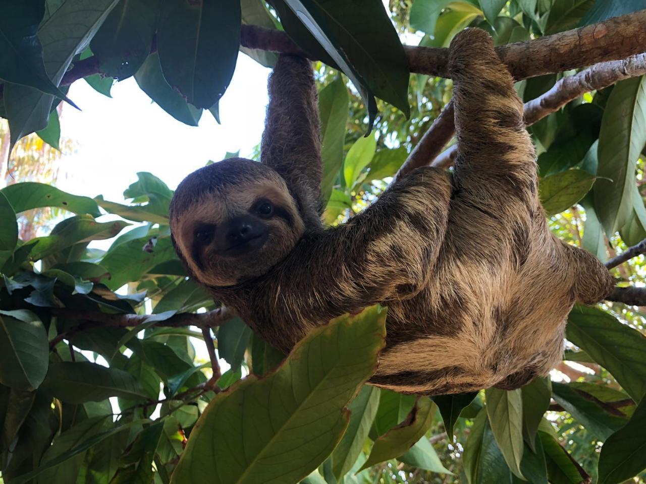 Amazonia Parksuites Novo Airão Eksteriør bilde